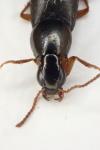 Quedius semiobscurus