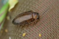 Microcara testacea