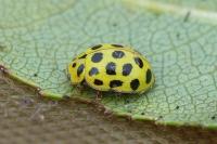 Psyllobora vigintiduopunctata