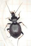 Cychrus attenuatus