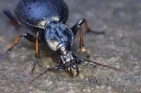 Cychrus attenuatus