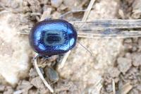 Chrysolina haemoptera