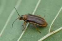 Galerucella