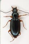 Bembidion decorum