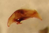 Bembidion decorum