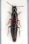 Quedius picipes