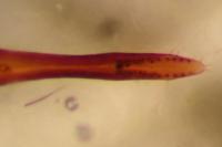 Quedius picipes