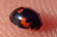 Exochomus quadripustulatus