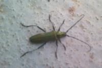Aromia moschata