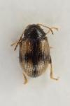 Epitrix atropae