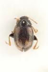 Epitrix atropae