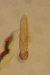 Epitrix atropae