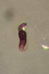 Epitrix atropae