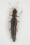 Stenus aceris