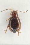Longitarsus luridus