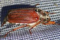 Melolontha melolontha