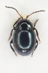 Hermaeophaga mercurialis