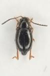 Longitarsus anchusae