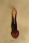 Longitarsus anchusae