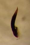 Longitarsus anchusae
