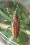 Donacia simplex