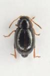 Batophila rubi