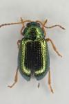 Crepidodera fulvicornis