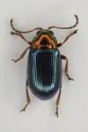 Crepidodera aurata