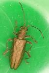 Donacia simplex