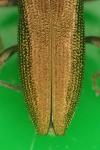 Donacia simplex