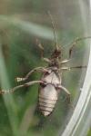 Donacia simplex