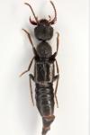Rugilus rufipes