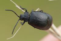 Galeruca tanaceti