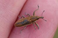Lixus ochraceus
