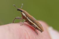 Lixus ochraceus