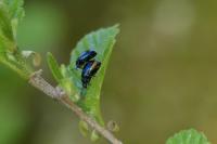 Agelastica alni