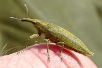 Lixus iridis
