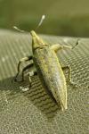 Lixus iridis