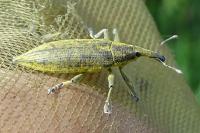 Lixus iridis