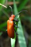Pyrochroa serraticornis