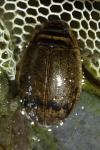 Acilius sulcatus