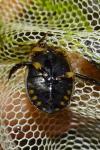 Acilius sulcatus