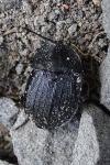 Phosphuga atrata
