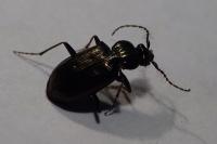 Loricera pilicornis