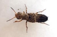 Ontholestes tessellatus