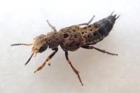 Ontholestes tessellatus