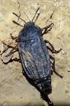 Thanatophilus sinuatus