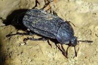 Thanatophilus sinuatus