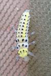 Psyllobora vigintiduopunctata