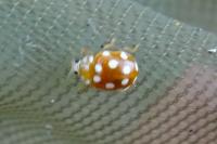 Vibidia duodecimguttata